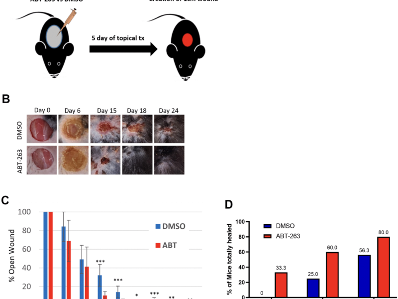 ABT-263 Treatment Rejuvenates Aged Skin and Enhances Wound Healing