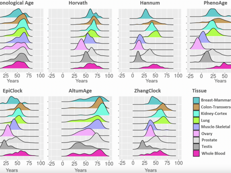 DNA Methylation Clocks May Require Tissue-Specific Adjustments for Accurate Aging Estimates