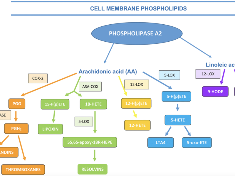 Inflammation and Metabolic Syndrome Linked to Benign Prostatic Hyperplasia