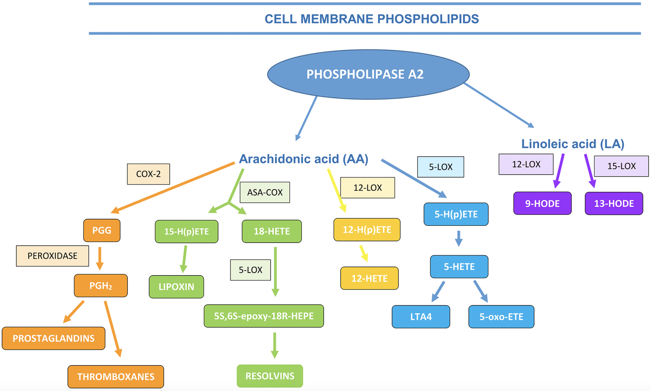 Inflammation and Metabolic Syndrome Linked to Benign Prostatic Hyperplasia