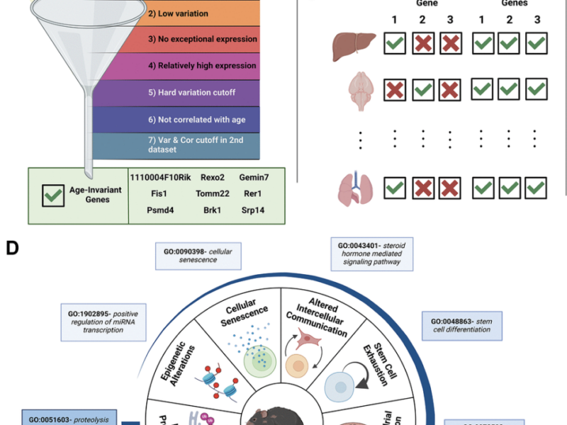 Scientists Identify Age-Invariant Genes That Could Transform Aging Research