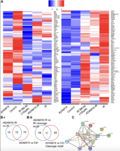 Inhibiting ADAM19 Reduces Gut Inflammation and Cell Aging Markers Across Species