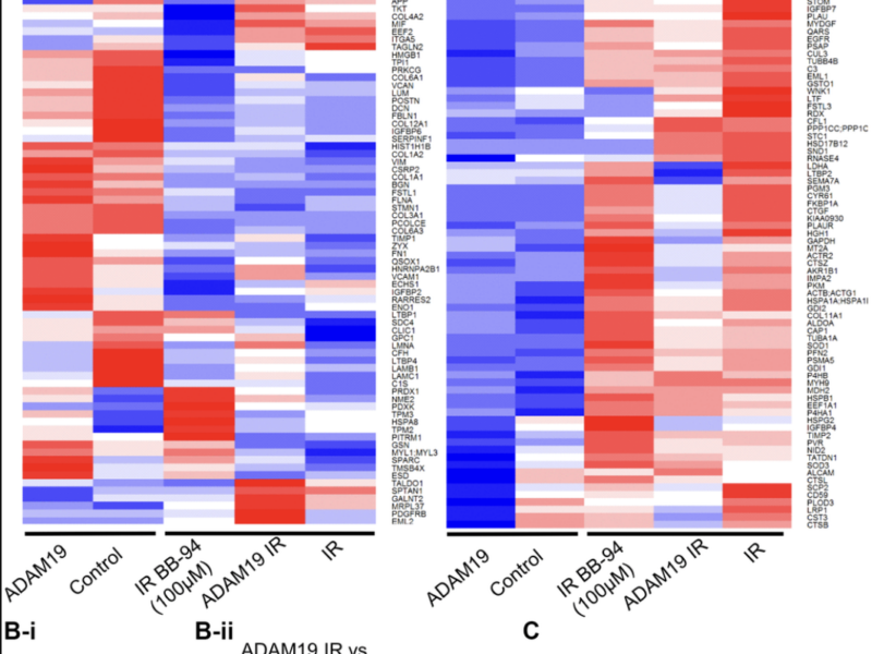 Inhibiting ADAM19 Reduces Gut Inflammation and Cell Aging Markers Across Species