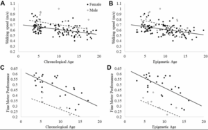 Epigenetic Aging Detected in Baboons, But Physical Decline Not Clearly Linked