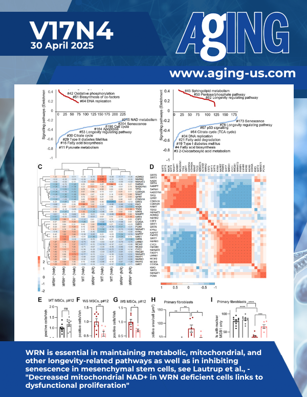 Decreased mitochondrial NAD+ in WRN deficient cells links to dysfunctional proliferation