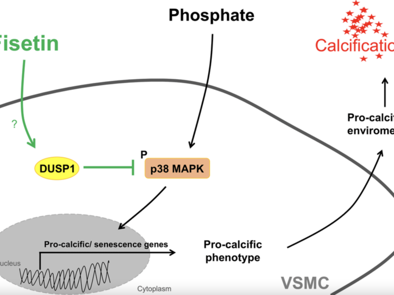 Fisetin, a Natural Compound, Helps Prevent Artery Hardening from Aging and Kidney Disease