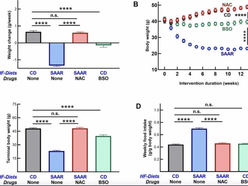 BSO Compound Mimics Diet-Induced Fat Loss Without Cutting Food Intake
