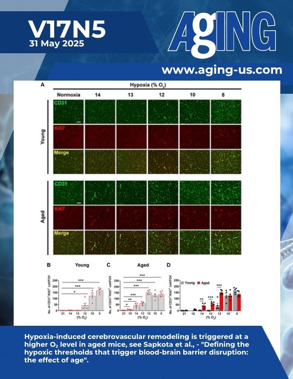 Aging Increases Brain’s Sensitivity to Hypoxia and Blood-Brain Barrier Damage in Mice