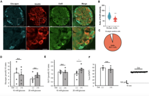 New Hormonal Pathway Links Oxytocin to Insulin Secretion in the Pancreas