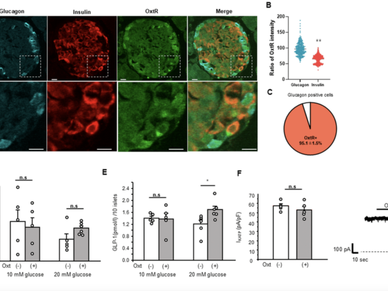 New Hormonal Pathway Links Oxytocin to Insulin Secretion in the Pancreas