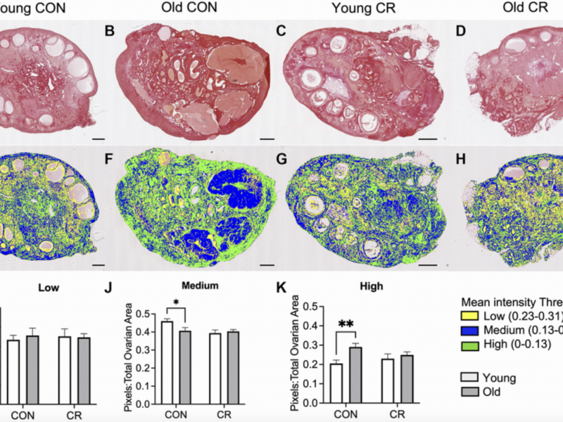 Moderate Caloric Restriction May Slow Ovarian Aging in Female Primates