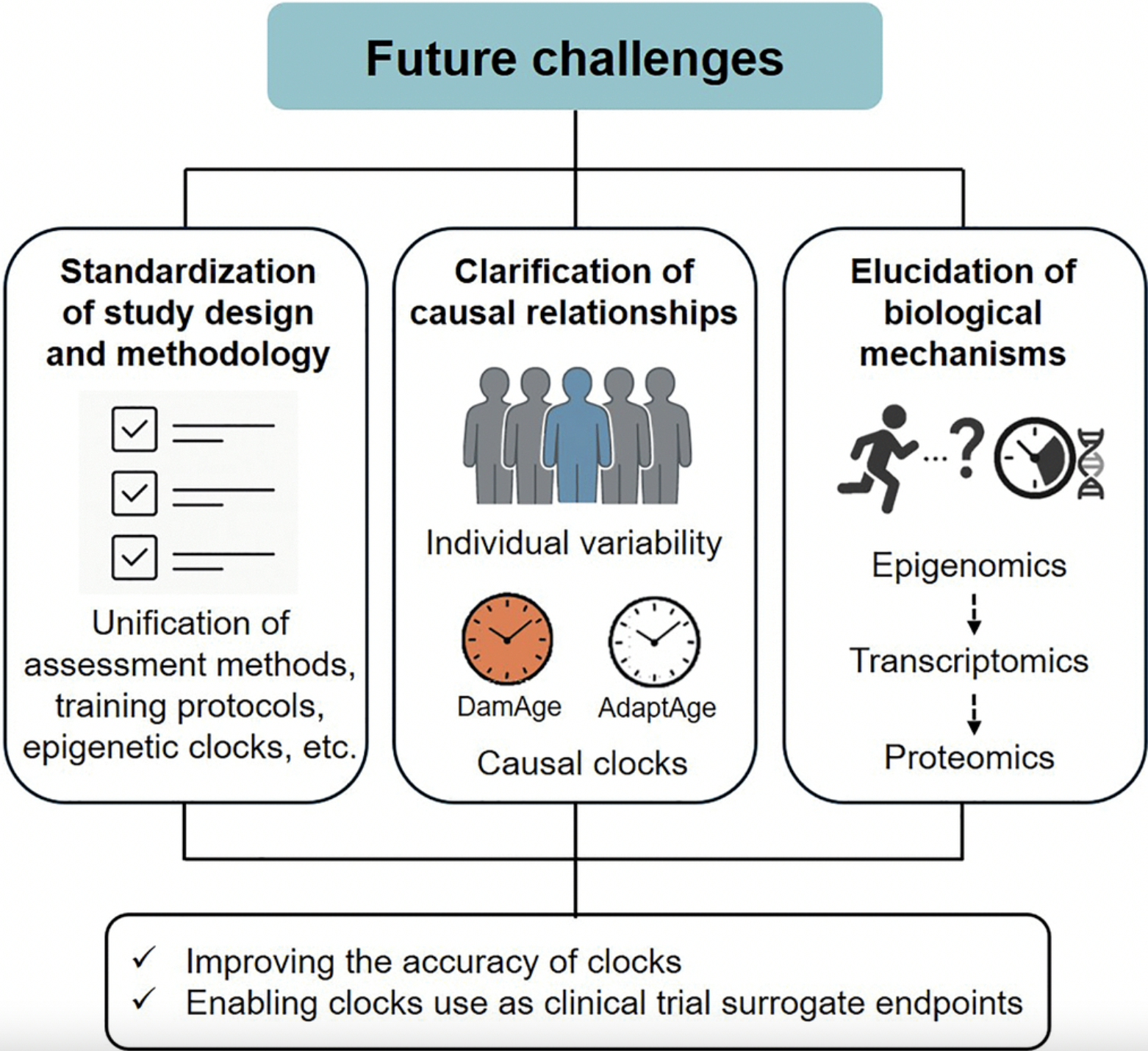 Exercise as a geroprotector: focusing on epigenetic aging