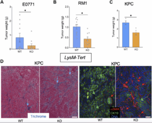 How Telomerase Inactivation in Aging Cells Influences Cancer Growth and Metastasis