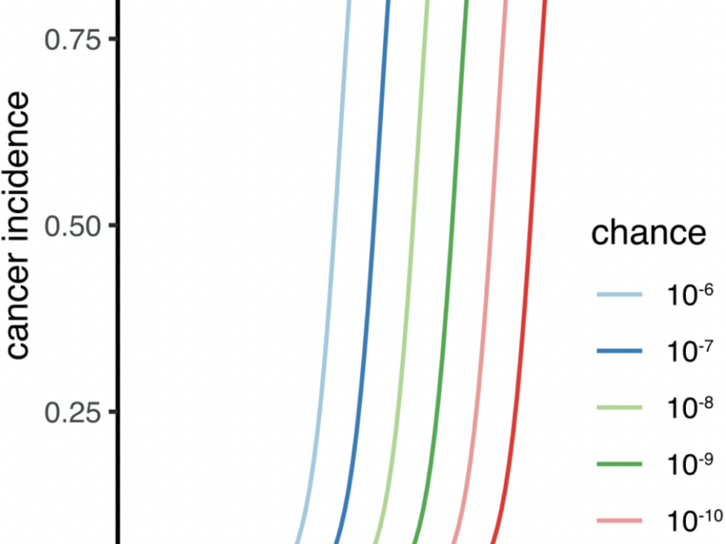 Why Big Animals Do Not Get More Cancer: Revisiting Peto’s Paradox