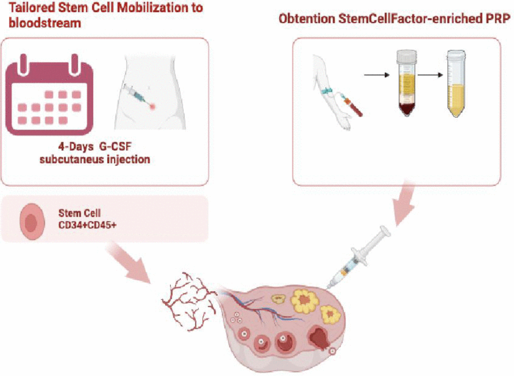 Stem Cell Treatment Shows Potential for Restoring Fertility in Women with Ovarian Failure
