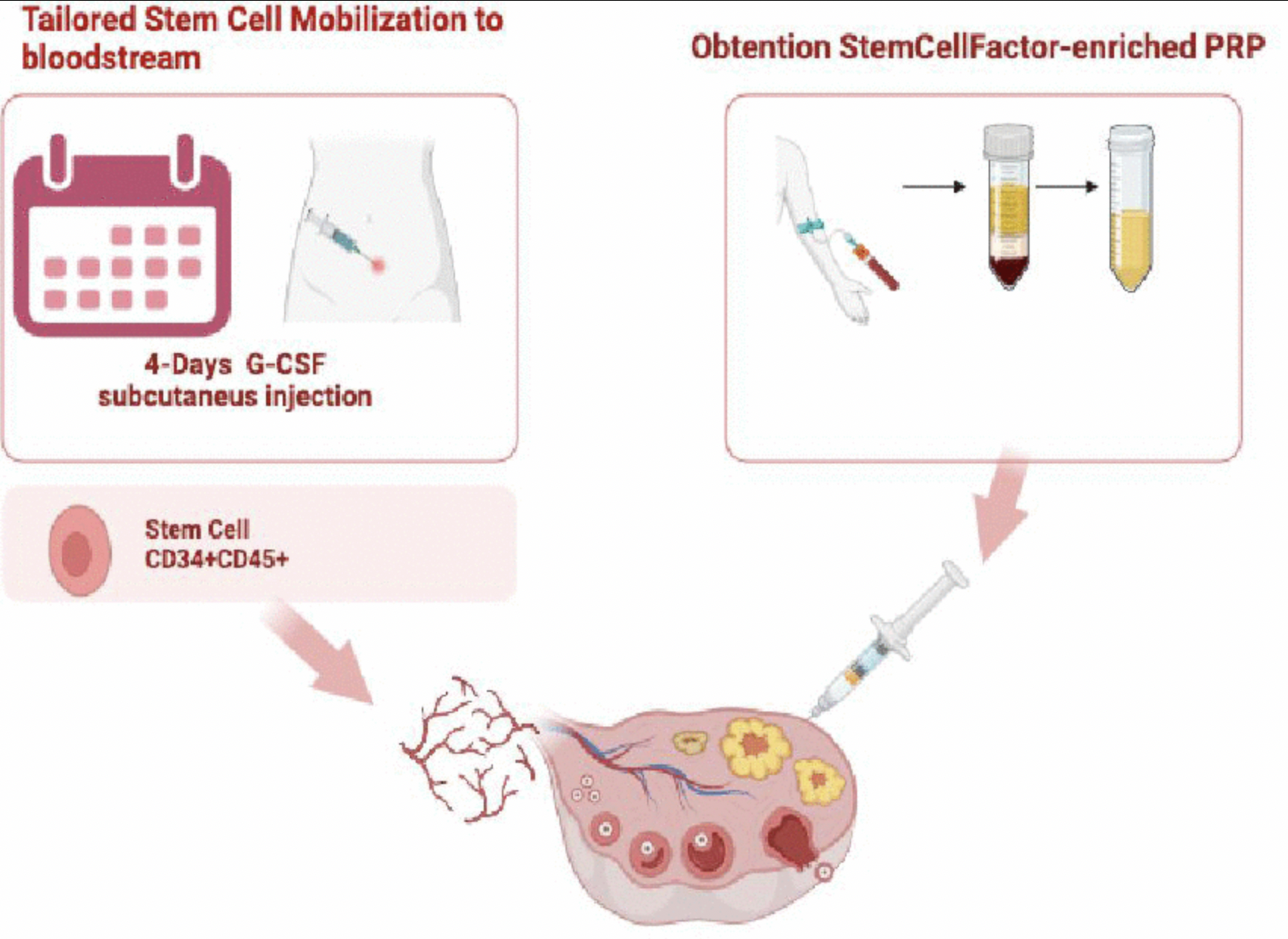 Figure 2. Schedule for the SC Regenera treatment.