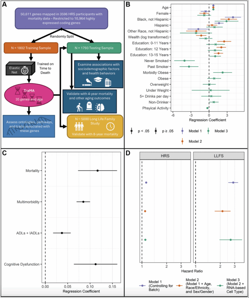 TraMA: New RNA-Based Measure Predicts Mortality Risk and Tracks Aging