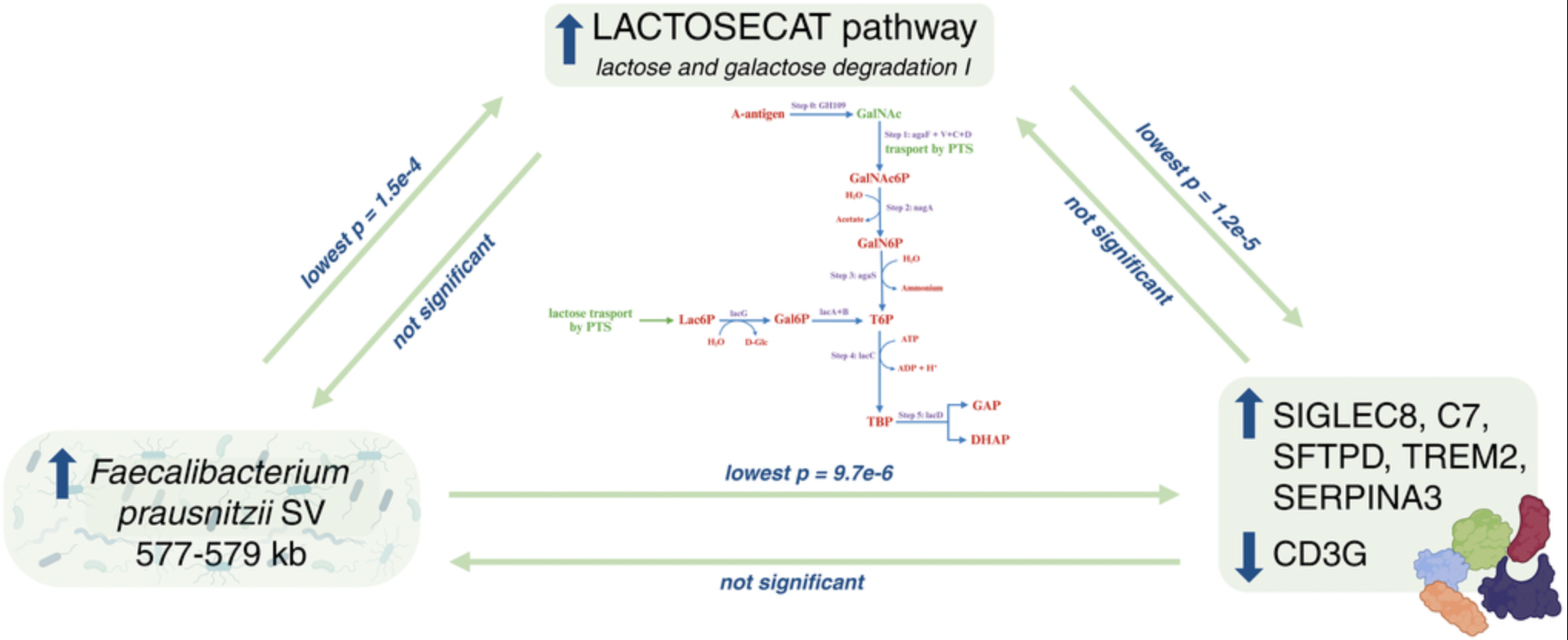 Causal relationships between gut microbiome and hundreds of age-related traits: evidence of a replicable effect on ApoM protein levels