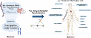 Gut Microbiome Influences Proteins That Drive Aging and Disease