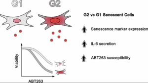 How Cell Cycle Status Affects Aging Cell Response to Senolytic Drugs