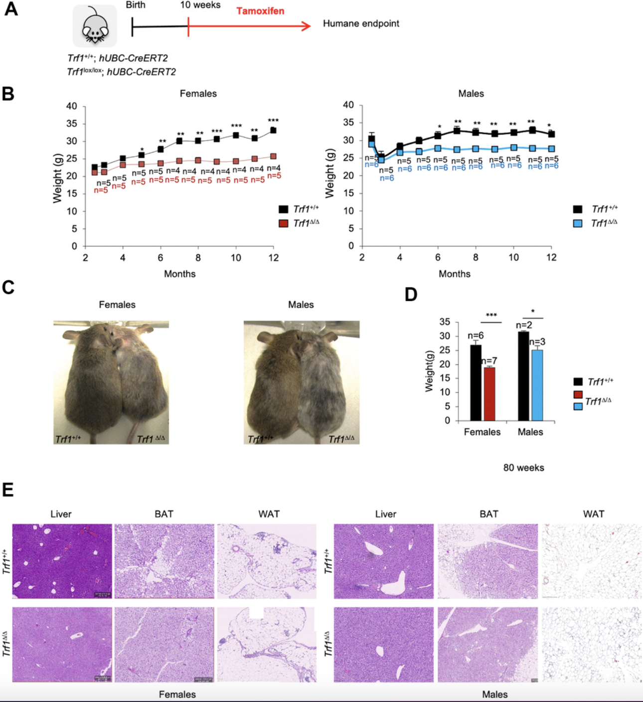 TRF1 Protein Loss Reduces Body Fat and Improves Metabolic Health in Mice Without Shortening Telomeres
