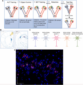 Lifelong Companionship Protects Aging Rat Brains from Cognitive Decline