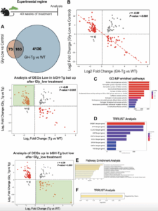 How Growth Hormone Excess Accelerates Liver Aging via Glycation Stress