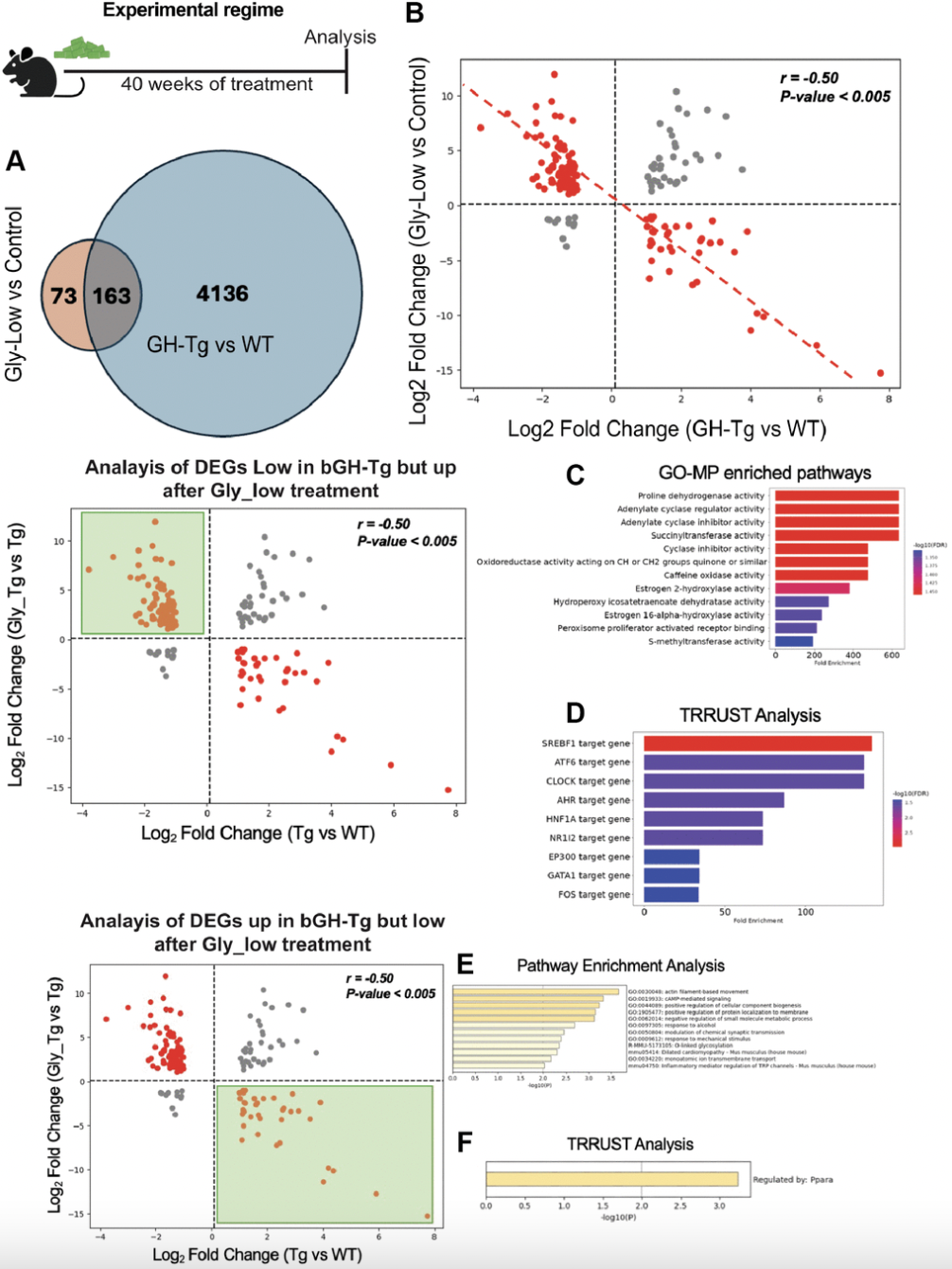 How Growth Hormone Excess Accelerates Liver Aging via Glycation Stress