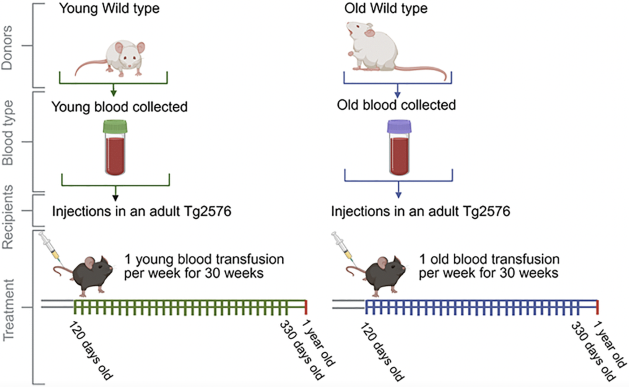 Infusion of blood from young and old mice modulates amyloid pathology