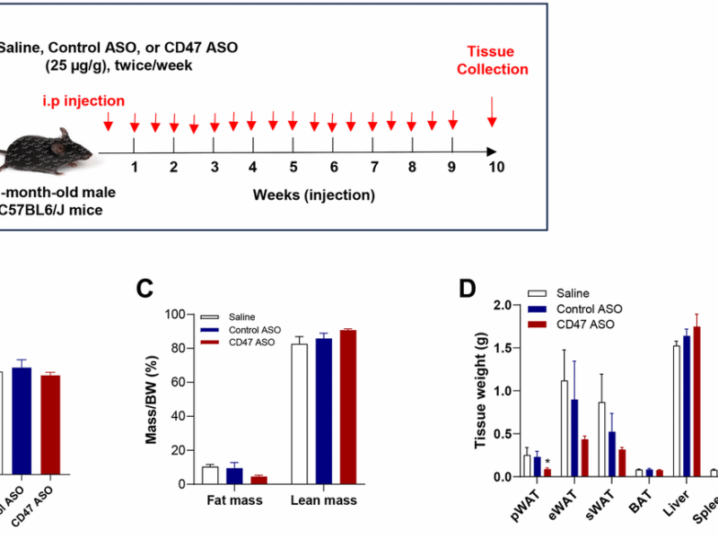 CD47 antisense oligonucleotide treatment improves glucose homeostasis and alleviates dyslipidemia in aged male mice