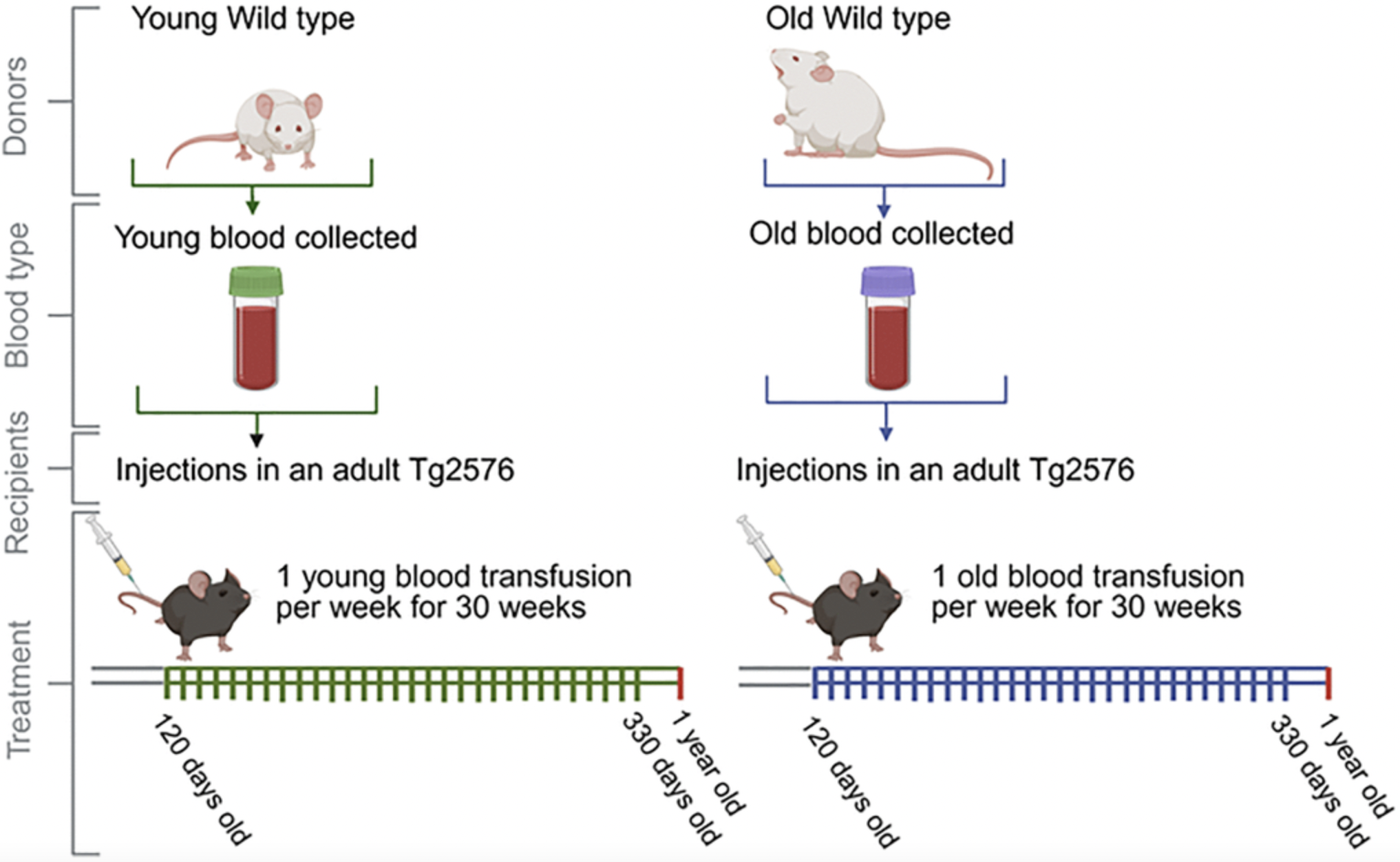 Young and Old Mice Blood Differently Shapes Alzheimer’s-Related Brain Changes