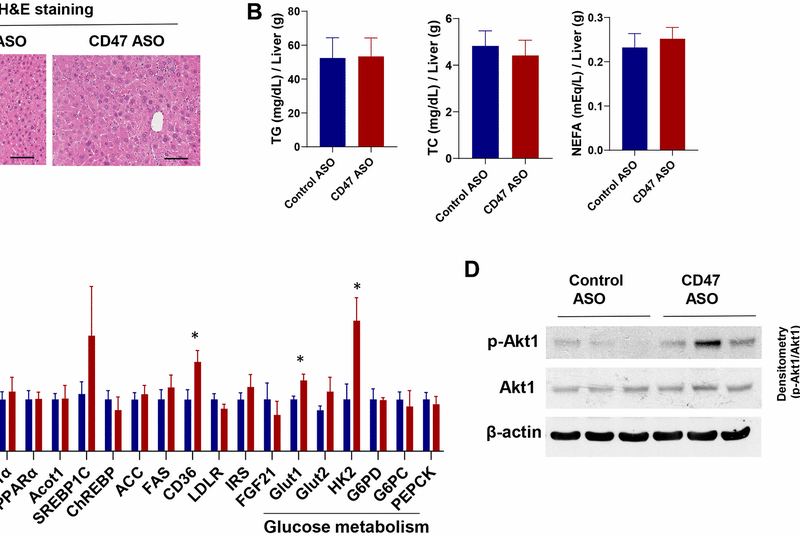 CD47 Antisense Therapy Improves Glucose Control and Lipid Balance in Aging Mice