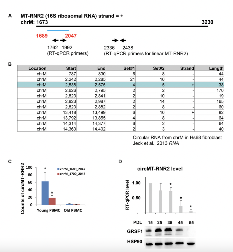 Aging-associated mitochondrial circular RNAs