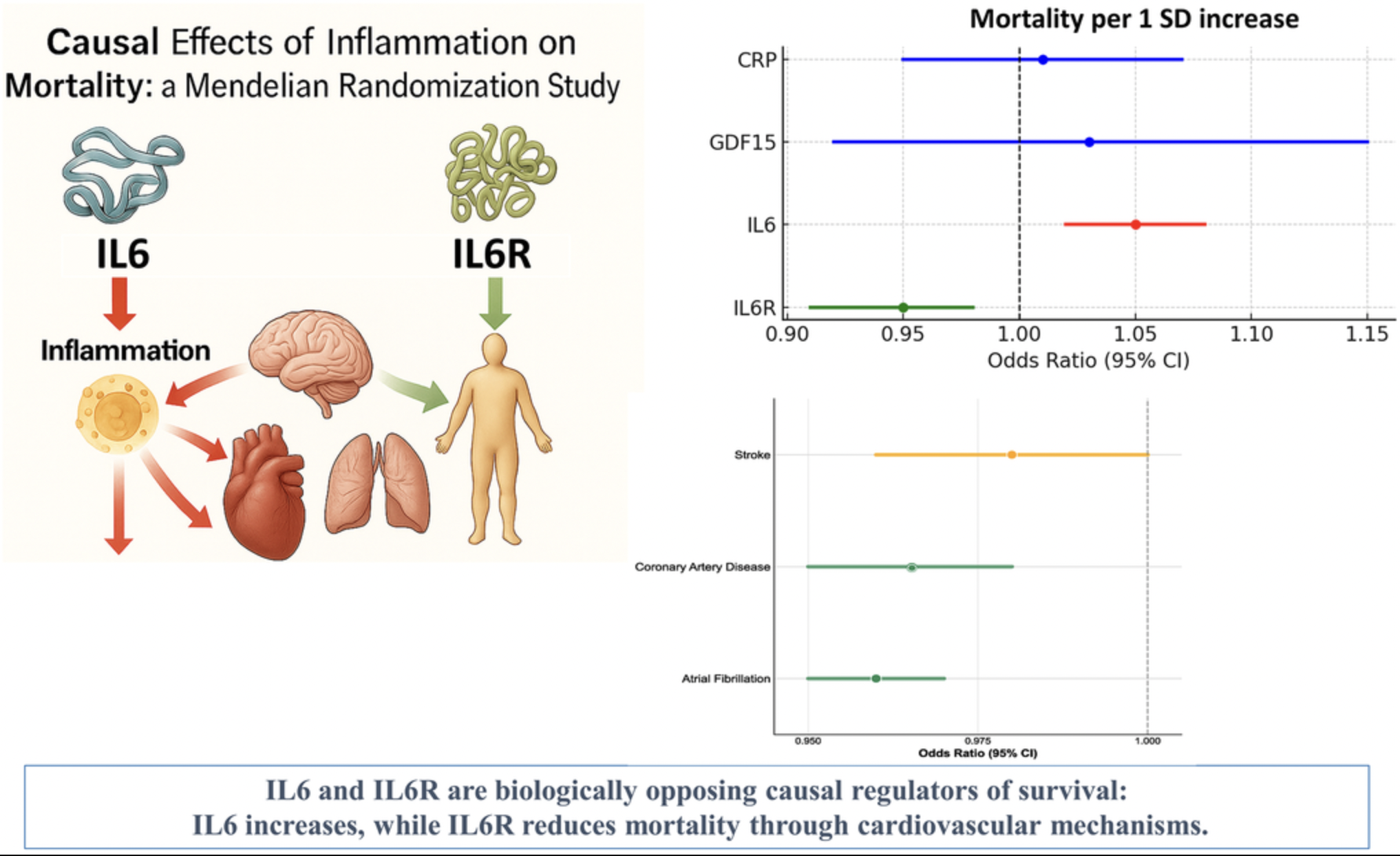 Study Identifies Opposing Roles for IL6 and IL6R in Long-Term Mortality