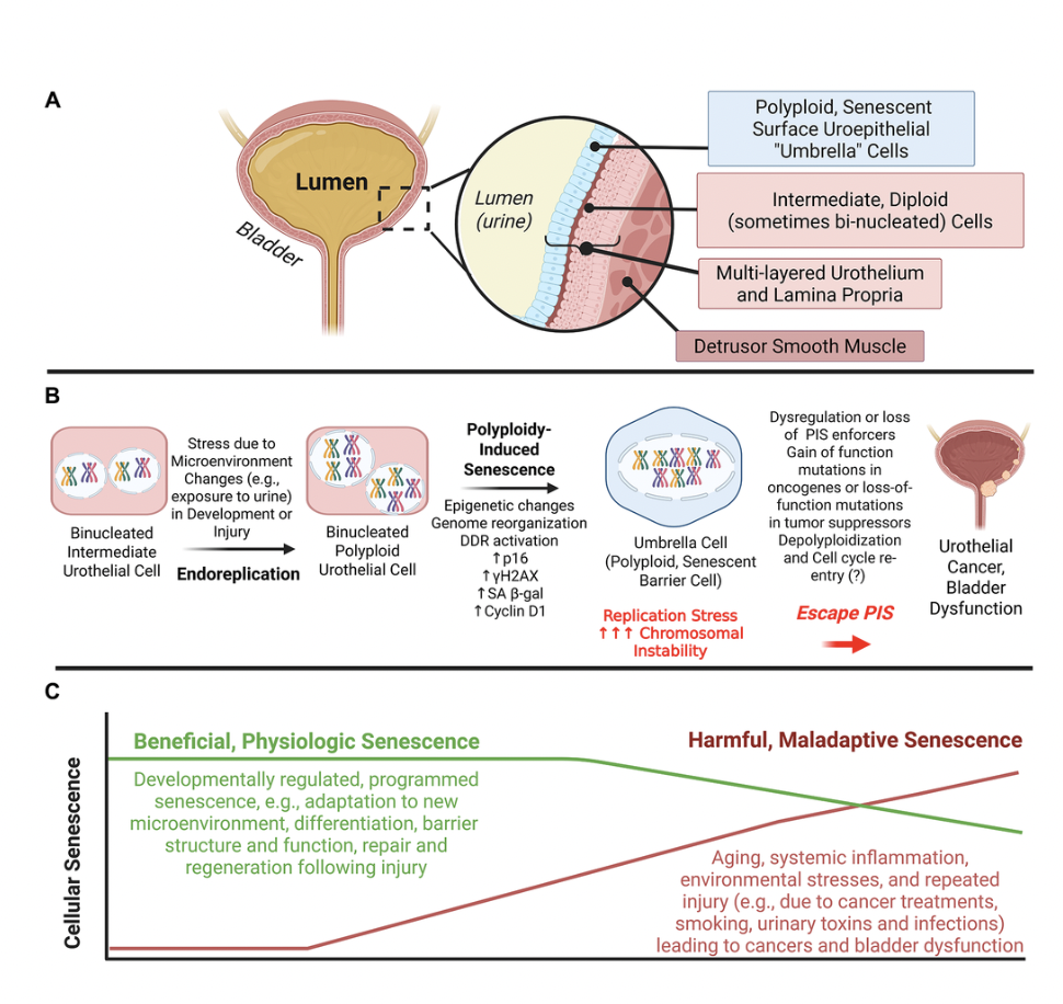 Polyploidy-Induced Senescence May Drive Aging, Tissue Repair, and Cancer Risk