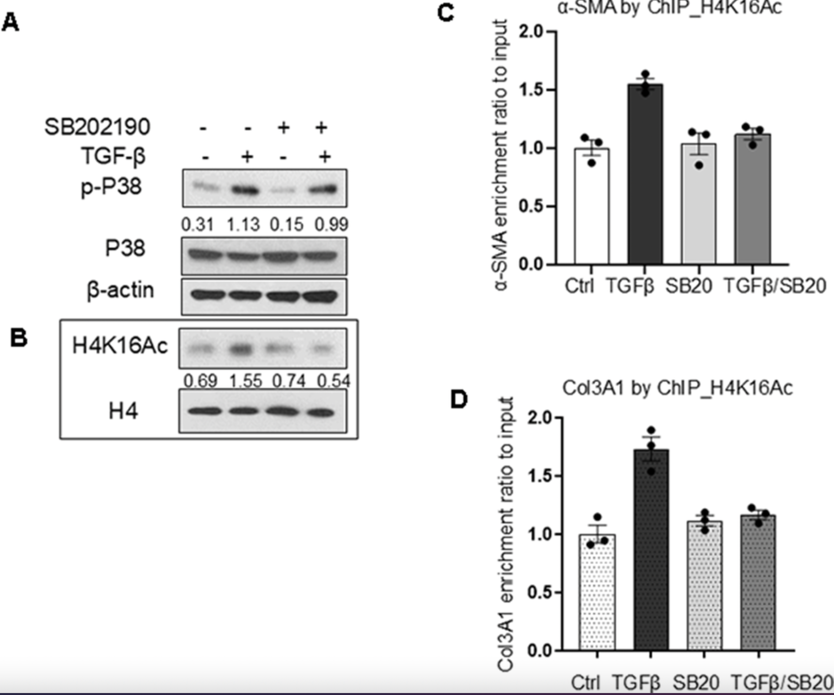 P38 MAPK Linked to Epigenetic Activation of Fibrotic Genes in Senescent Lung Fibroblasts