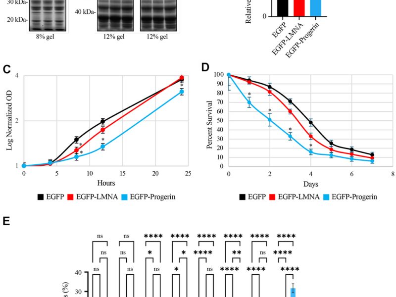 Modeling Premature Aging in Yeast Reveals Key Effects of Progerin on Cellular Lifespan