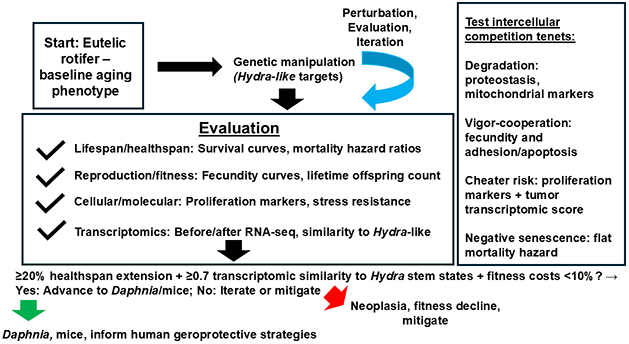 From Hydra to Rotifers: A New Hypothesis Explores Pathways to Delay Aging in Humans