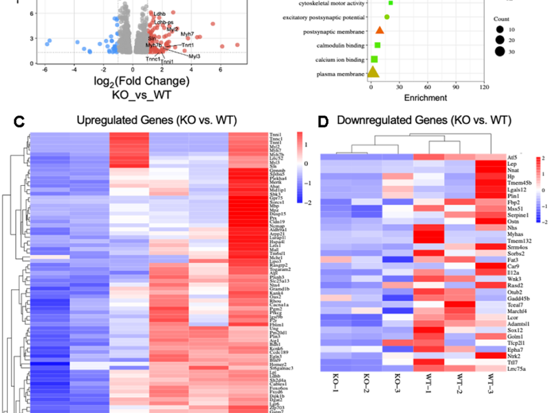 ATF5 Required for Maintaining Mitochondrial Homeostasis and Skeletal Muscle Health During Aging