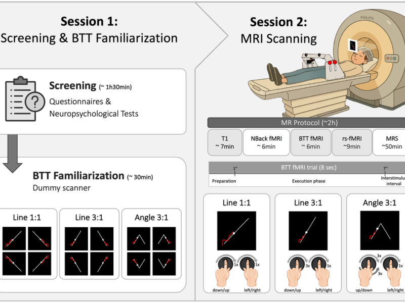 BOLD Variability Modulation Linked to Age-Specific Bimanual Performance