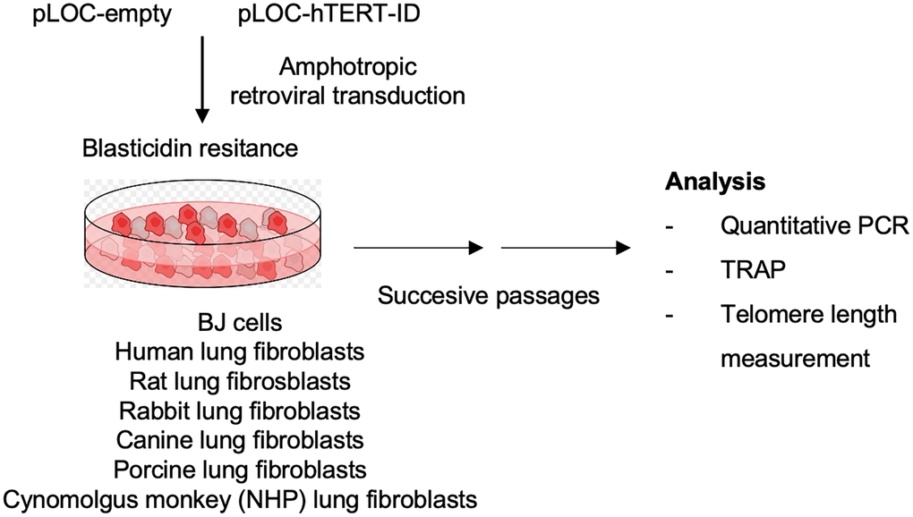 Human Telomerase Shows Selective Cross-Species Activity, Revealing Limits of Animal Models