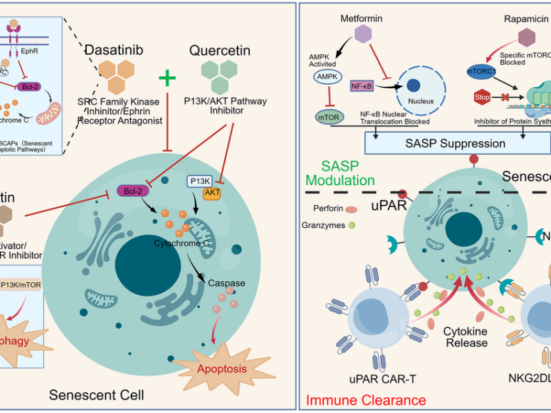 Precision Anti-Aging Strategies Aim to Target Harmful Senescent Cells While Preserving Beneficial Ones