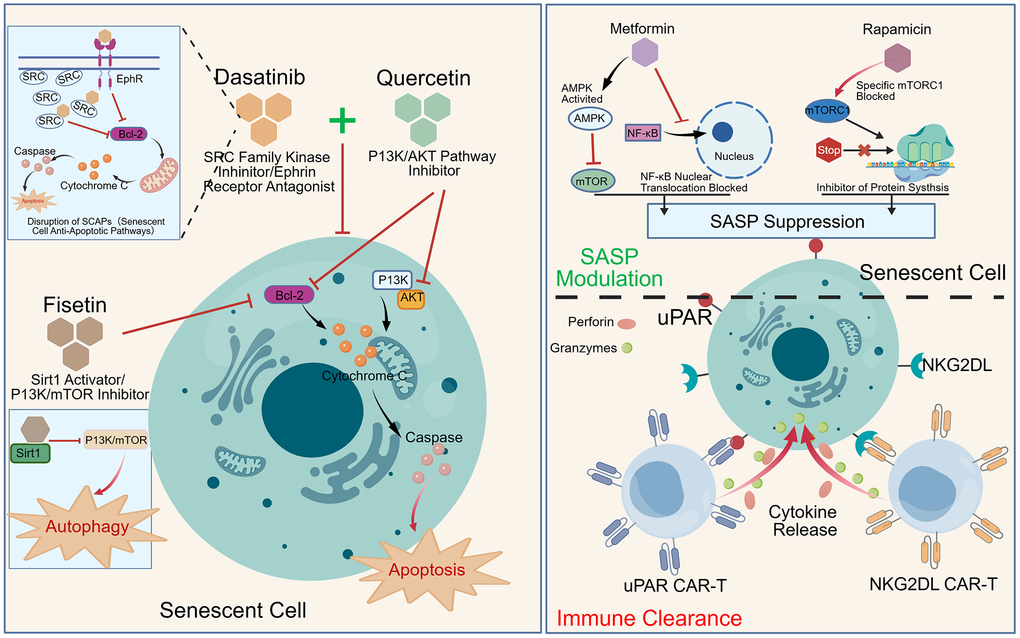 Precision Anti-Aging Strategies Aim to Target Harmful Senescent Cells While Preserving Beneficial Ones