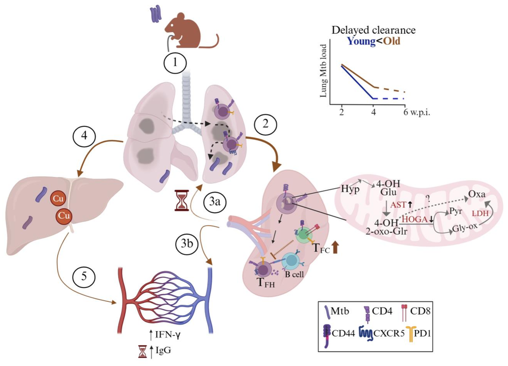 Aging Immune Systems Show Reduced Ability to Clear Tuberculosis During Treatment