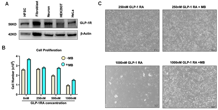 Methylene Blue May Help Protect Hair Follicle Stem Cells from Aging and Metabolic Stress