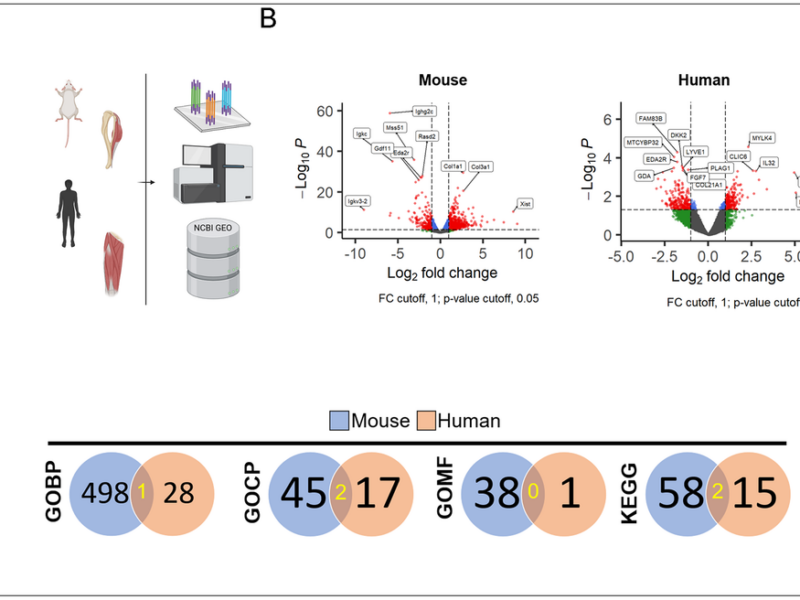 Aging Muscle Follows Different Genetic Programs in Mice and Humans