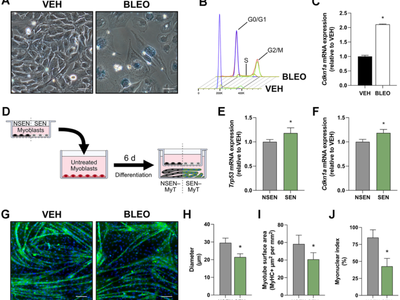 Senescent Muscle Cells Send Molecular Messages That May Contribute to Age-Related Muscle Decline