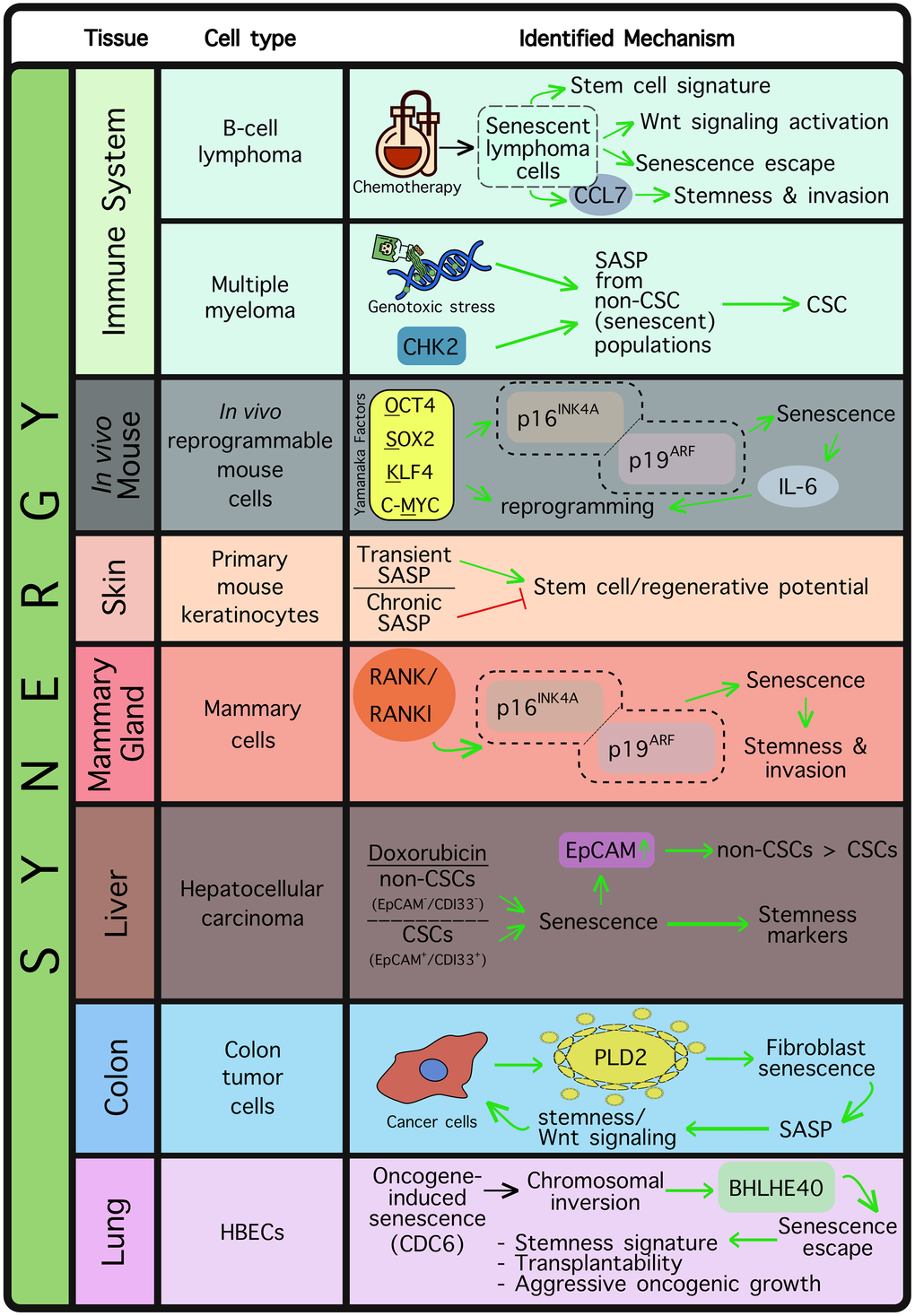 Cellular Senescence and Stem Cells Share a More Complex Relationship Than Previously Recognized