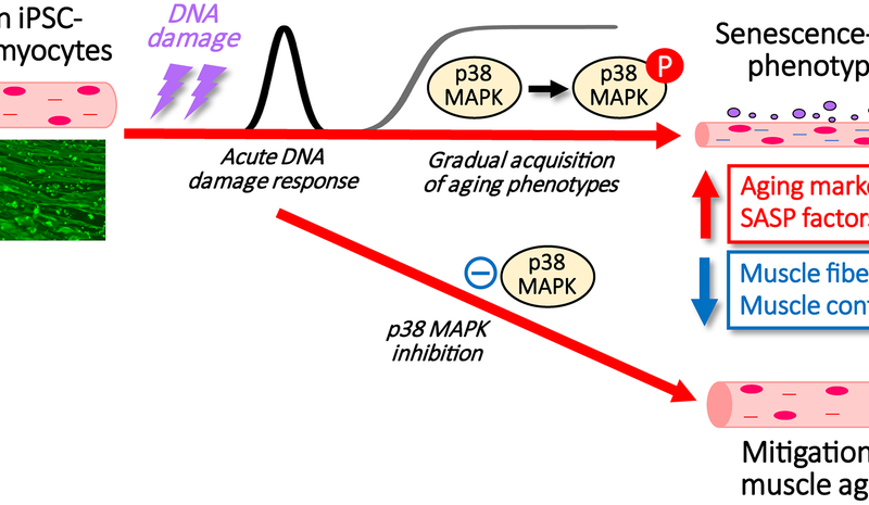 Researchers Identify Key Signaling Pathway Driving Muscle Cell Aging