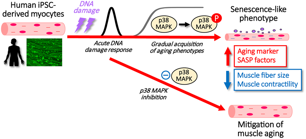 Researchers Identify Key Signaling Pathway Driving Muscle Cell Aging